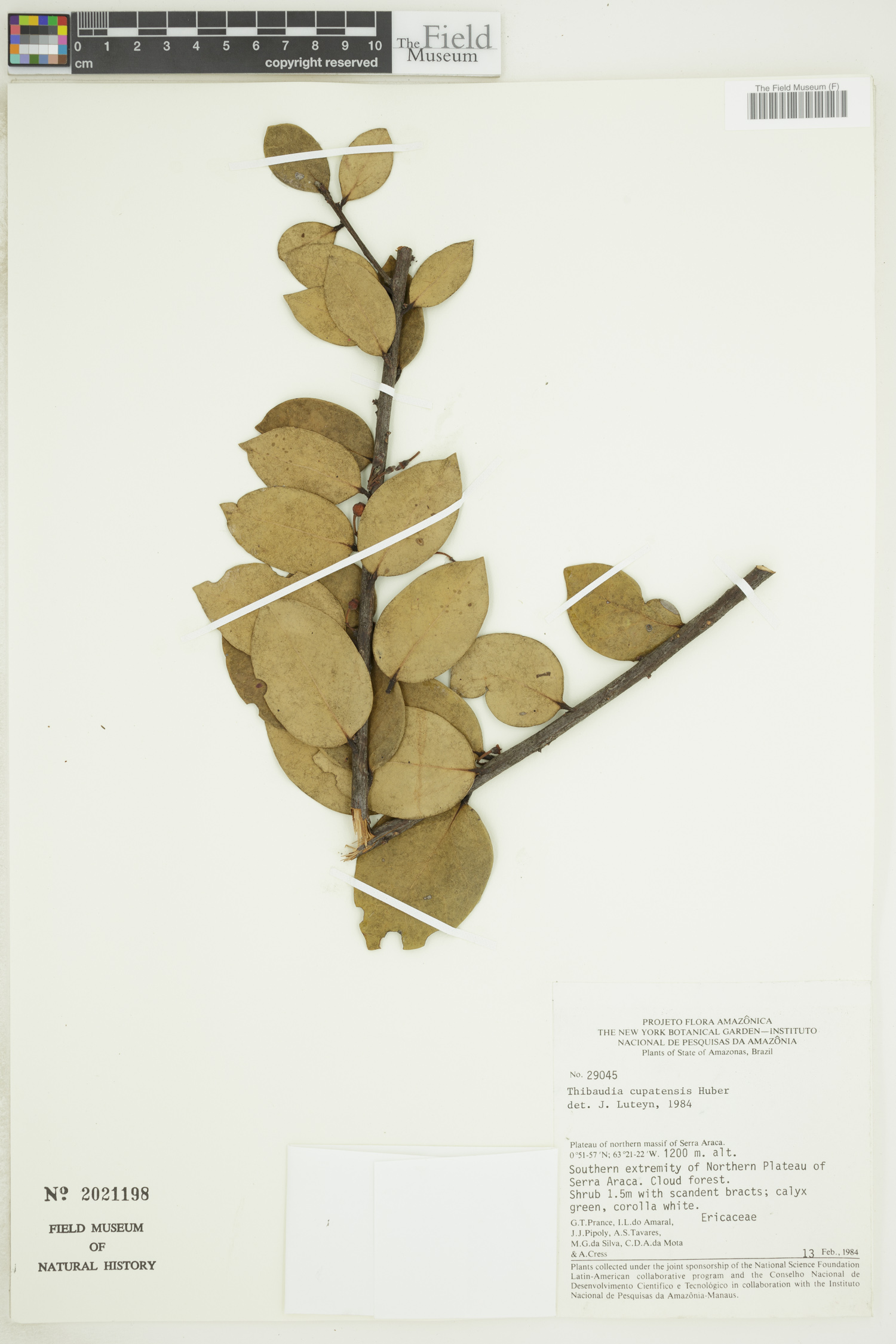Thibaudia cupatensis image