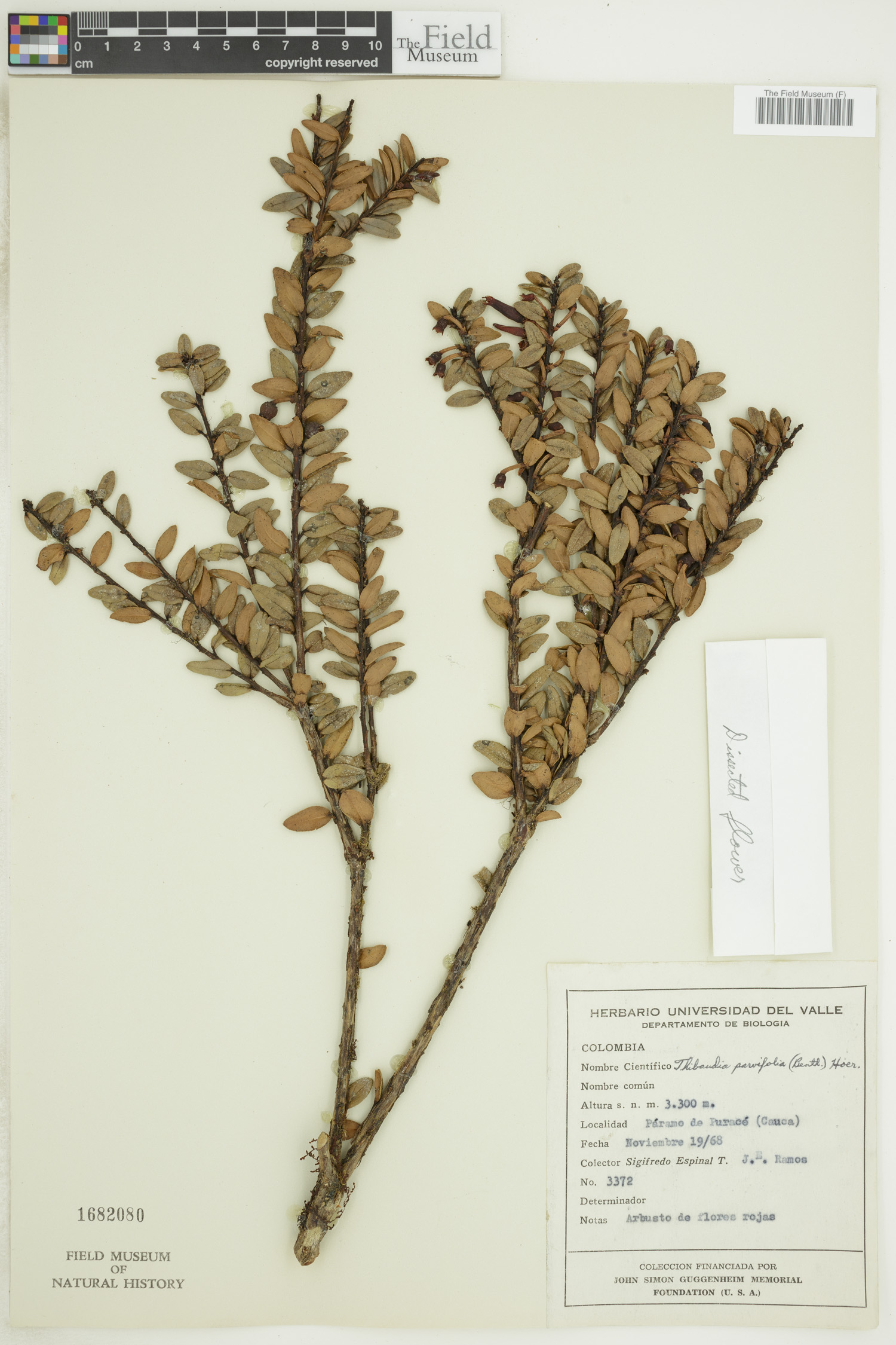 Thibaudia parvifolia image