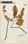 Vaccinium euryanthum image
