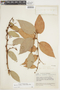 Vaccinium latifolium image