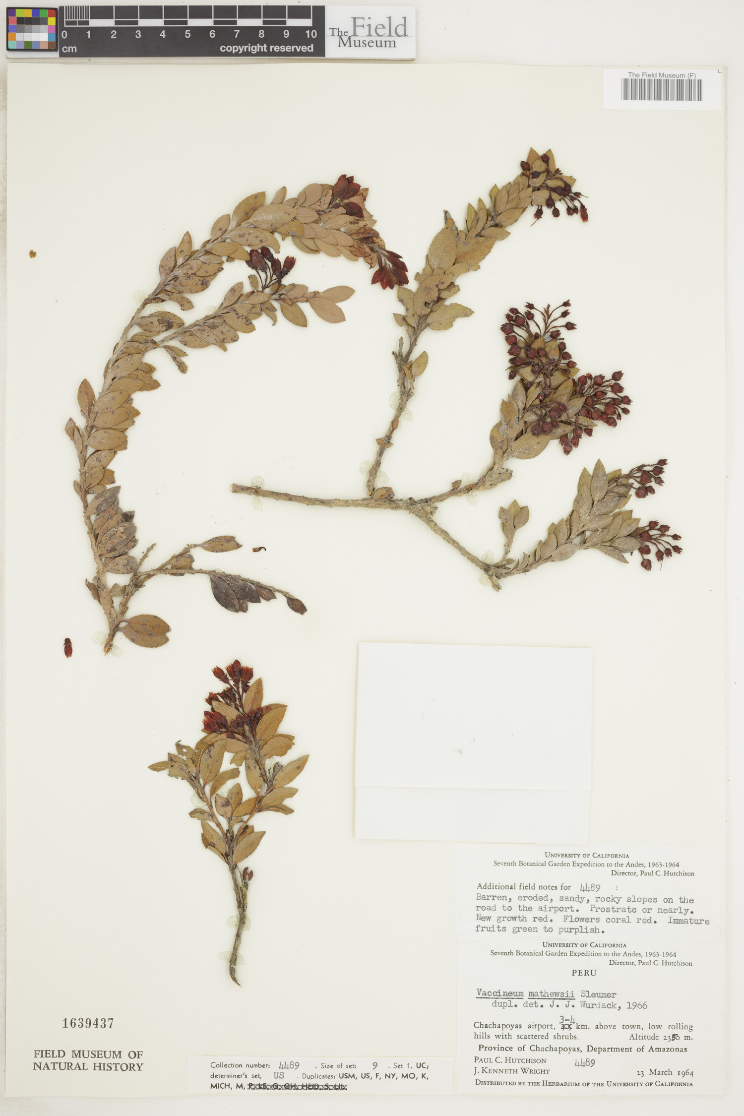 Vaccinium mathewsii image