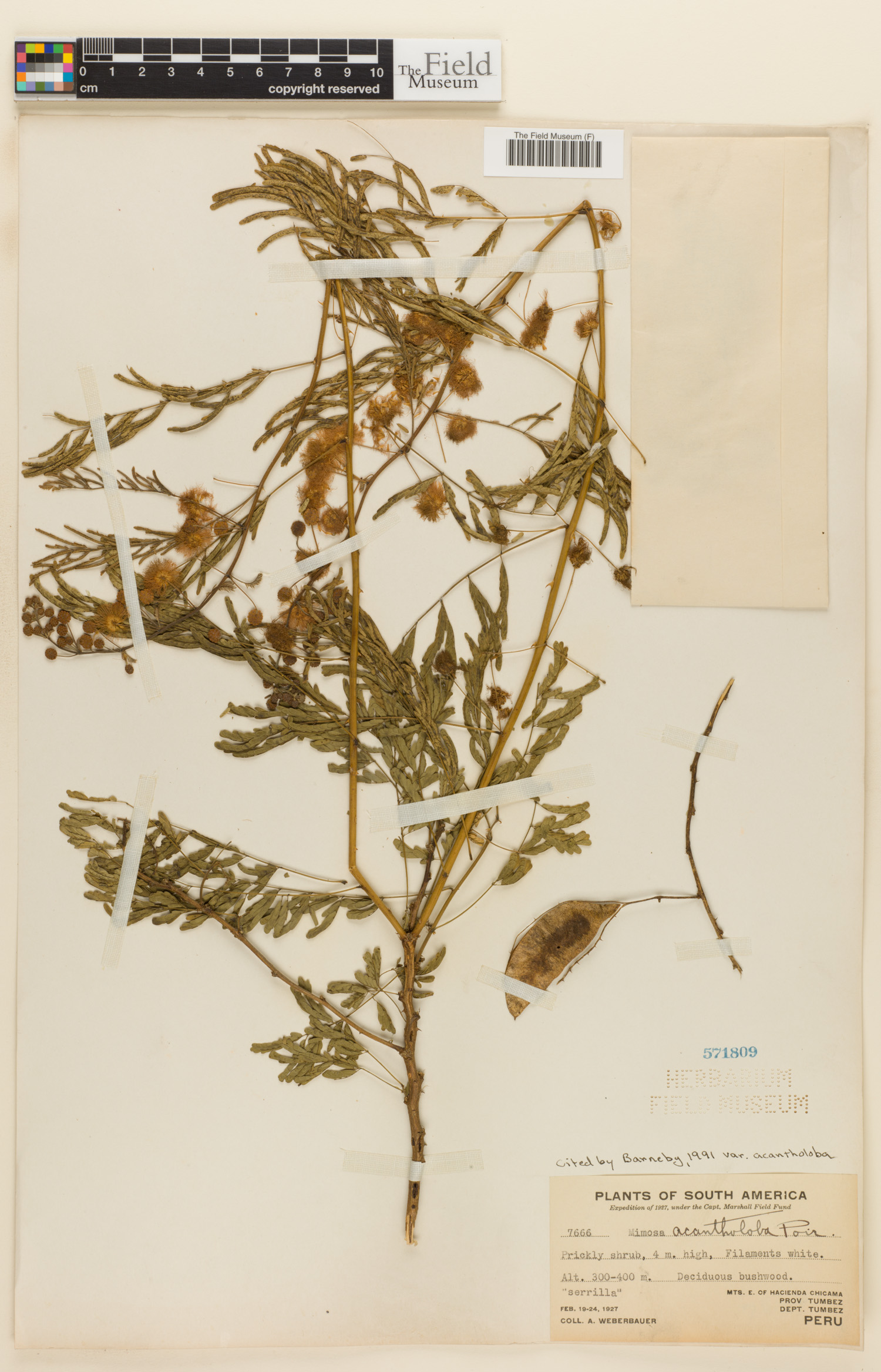 Mimosa acantholoba var. acantholoba image