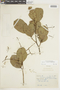 Allantoma integrifolia image