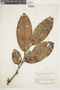 Corythophora labriculata image