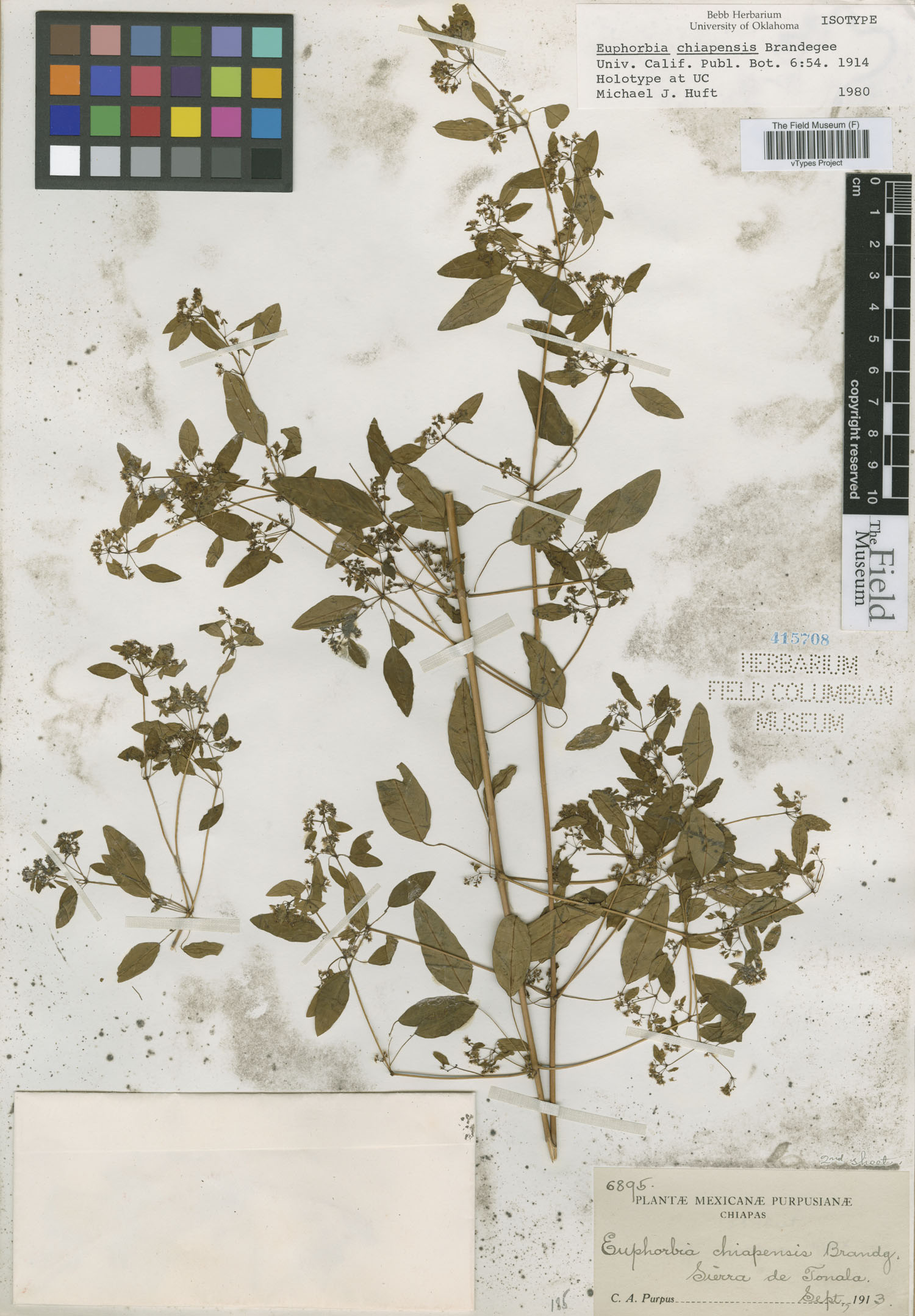 Euphorbia chiapensis image