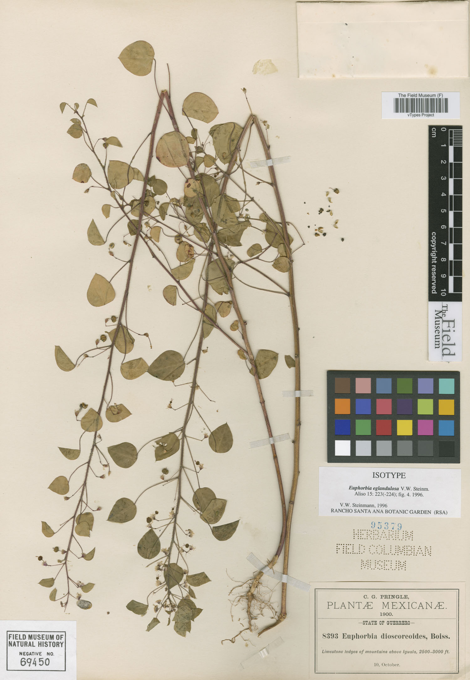 Euphorbia eglandulosa image