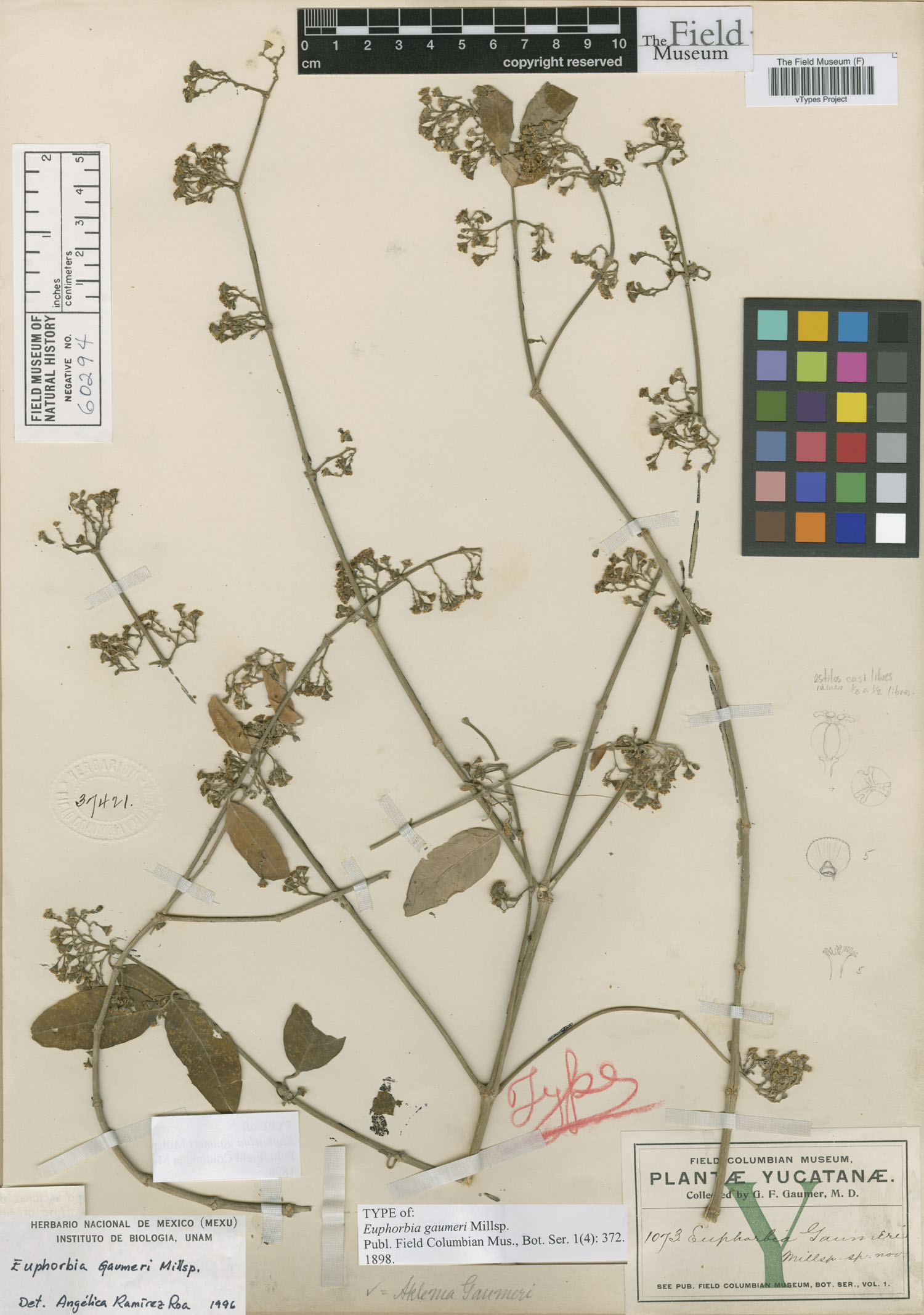 Euphorbia gaumeri image