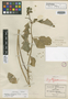 Euphorbia jaliscensis image