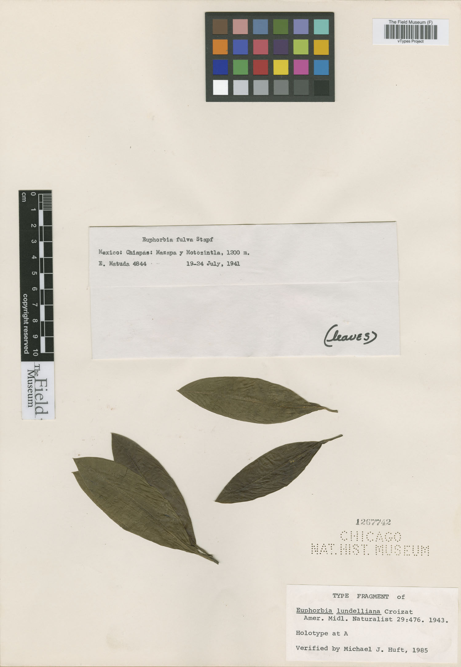 Euphorbia lundelliana image