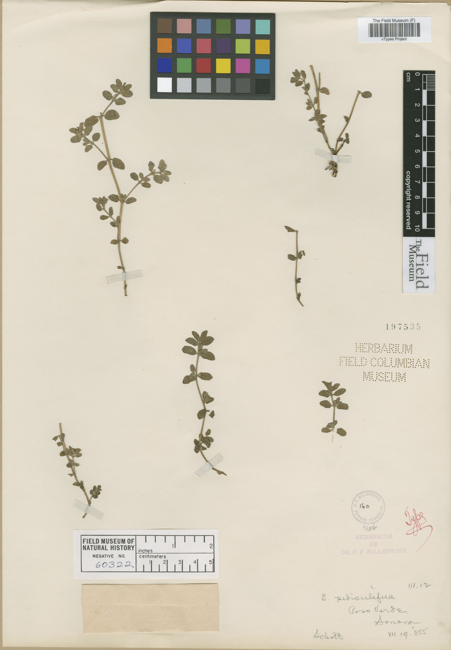 Chamaesyce pediculifera image