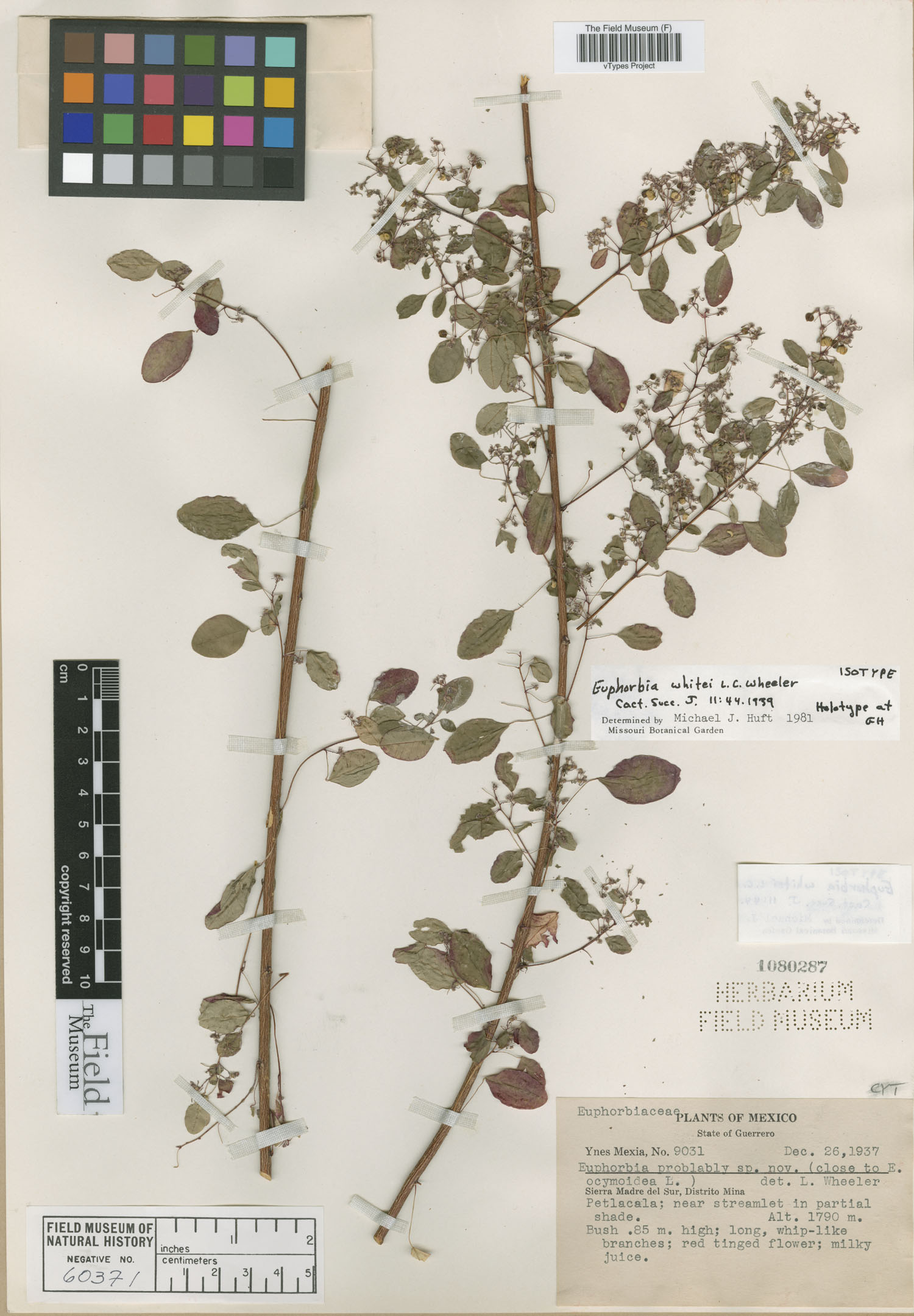 Euphorbia whitei image