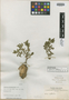 Euphorbia boerhaavioides image
