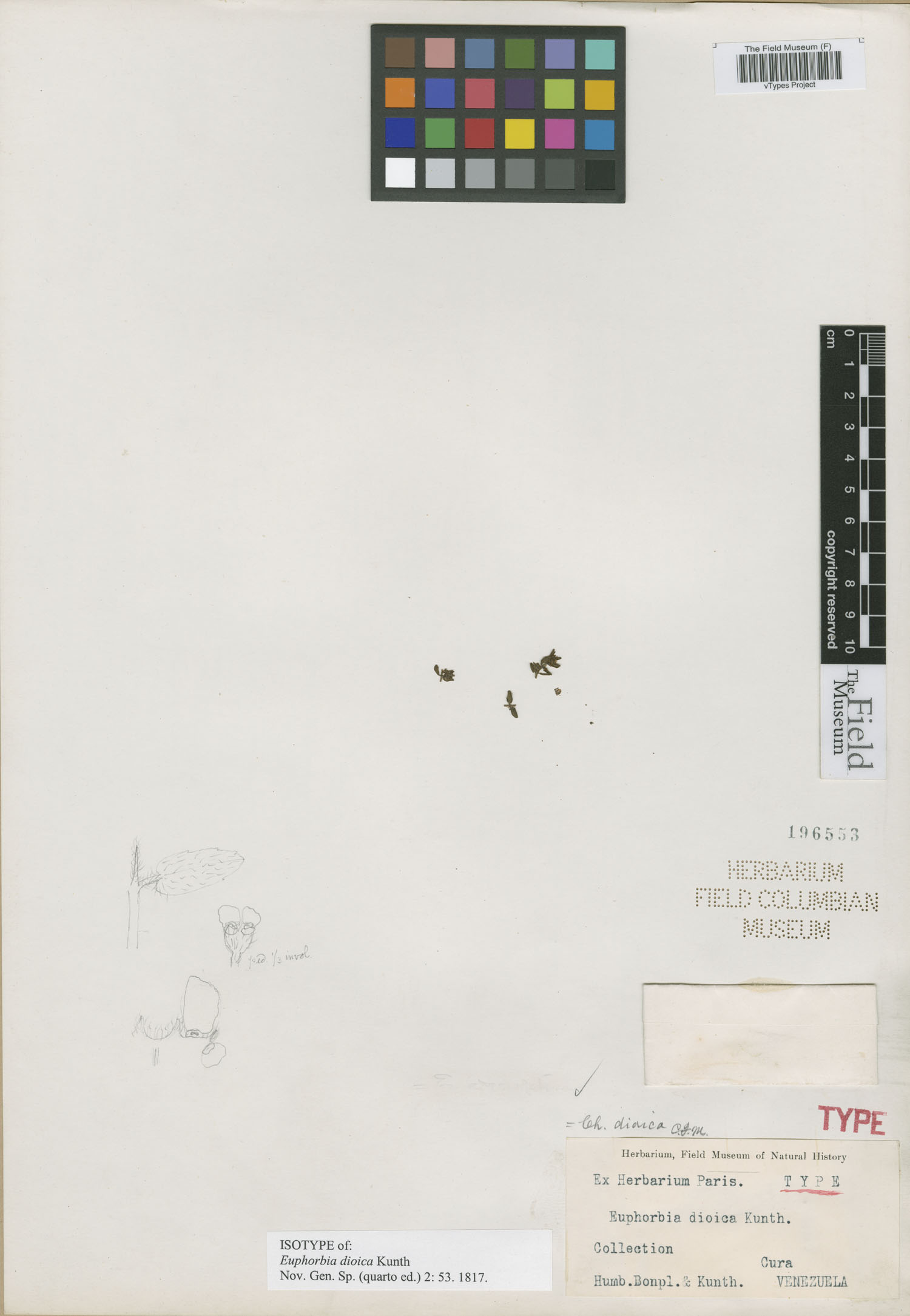Euphorbia dioeca image