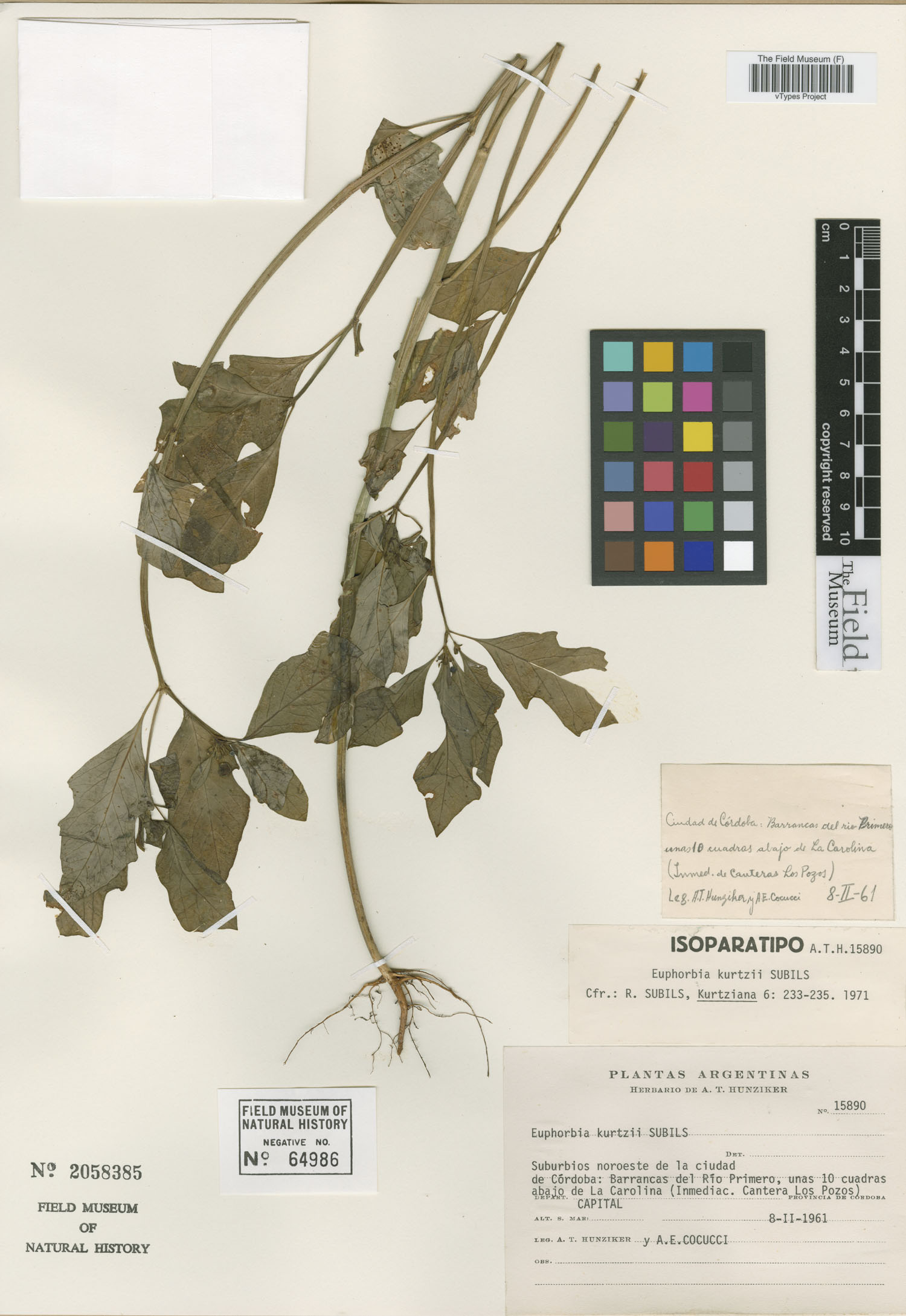Euphorbia kurtzii image