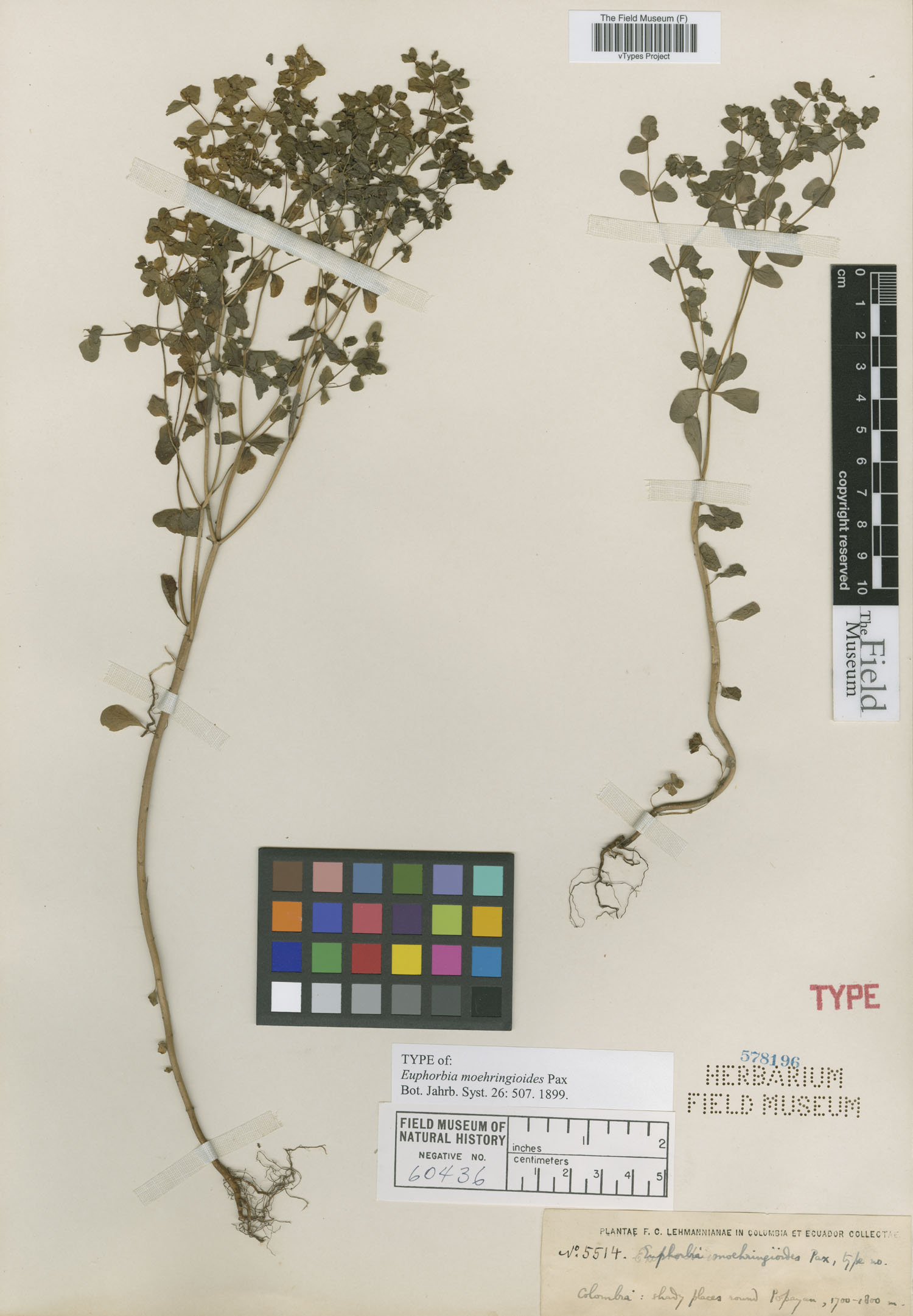 Euphorbia moehringioides image