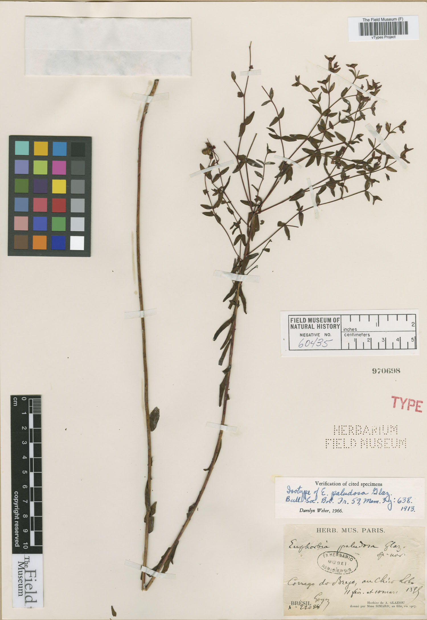 Euphorbia esula subsp. esula image