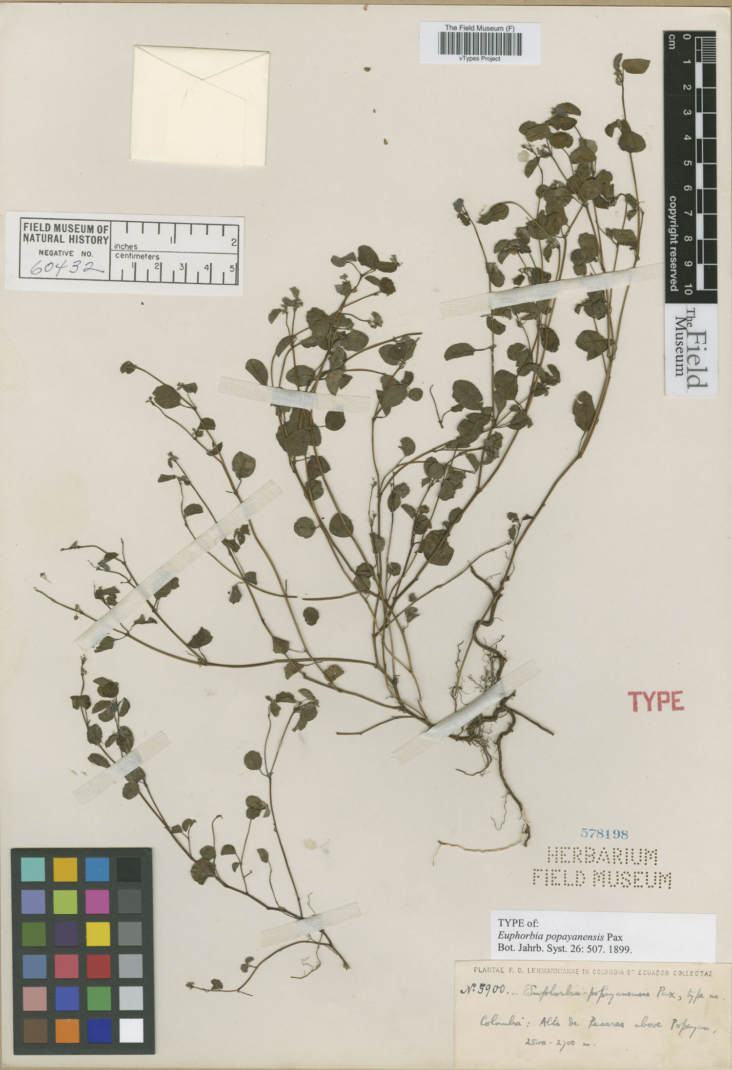 Euphorbia popayanensis image