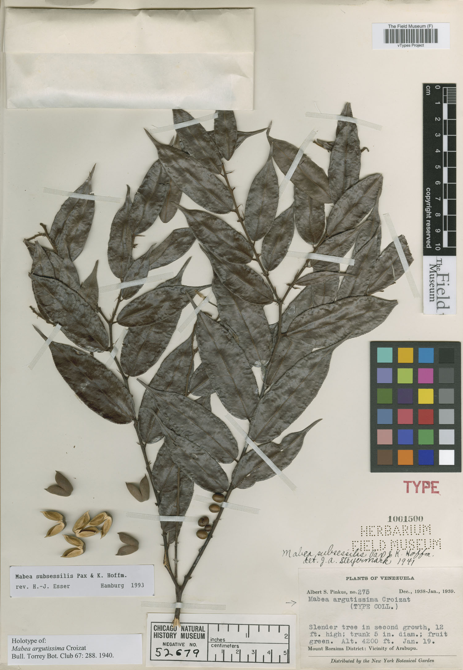 Mabea subsessilis image