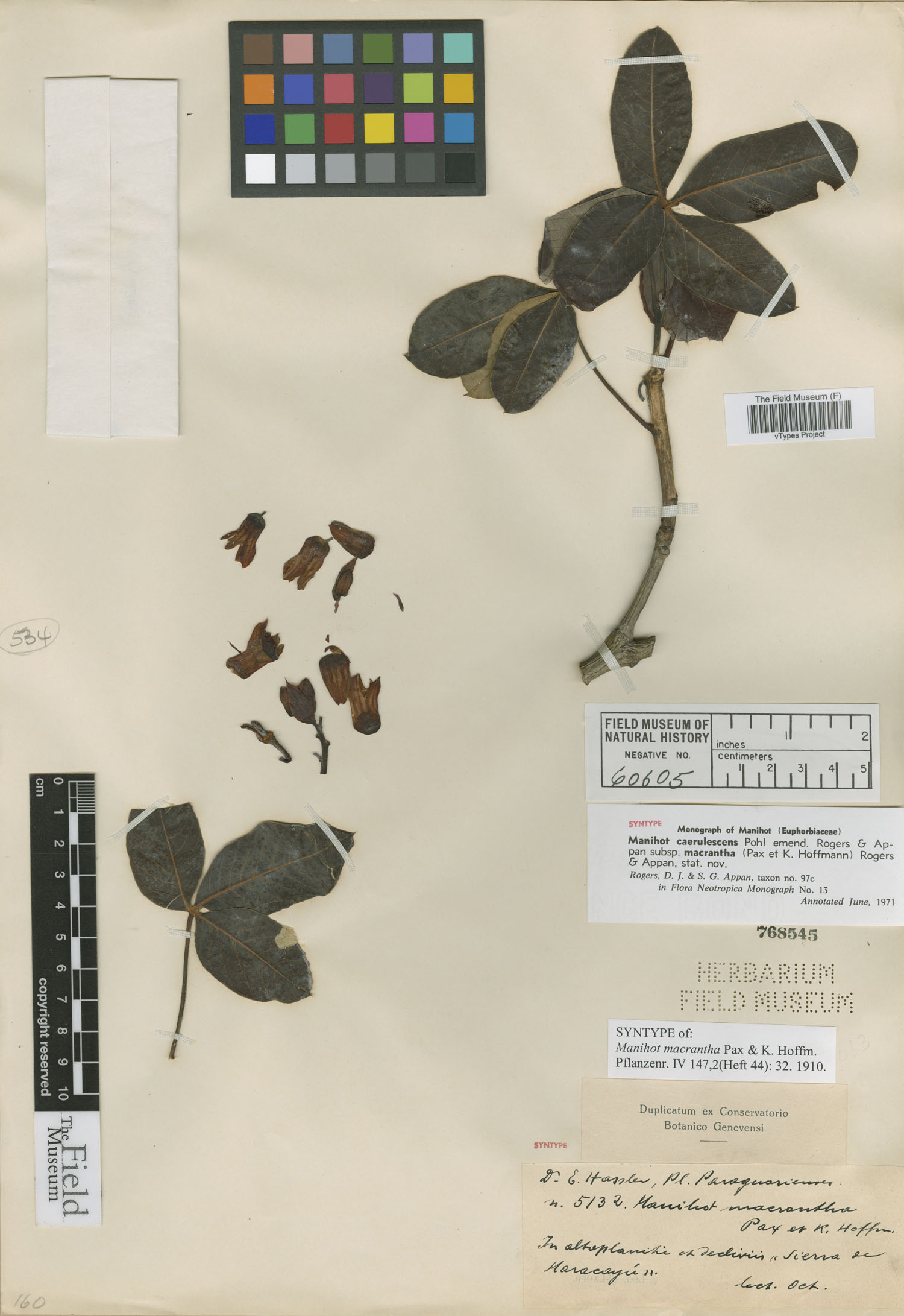 Manihot caerulescens subsp. macrantha image