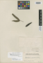 Manihot gracilis image