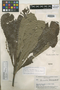 Pausandra densiflora image