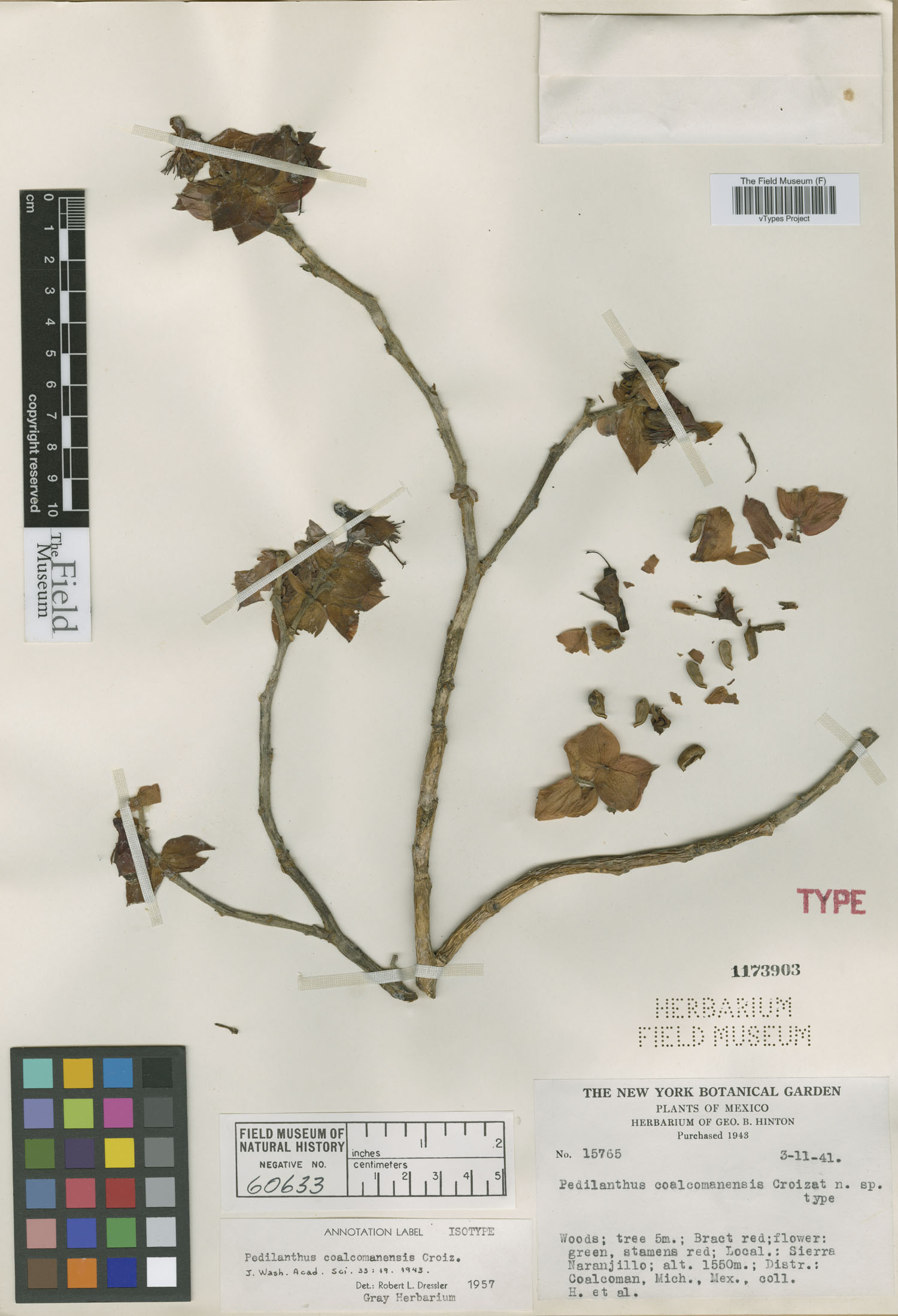 Euphorbia coalcomanensis image