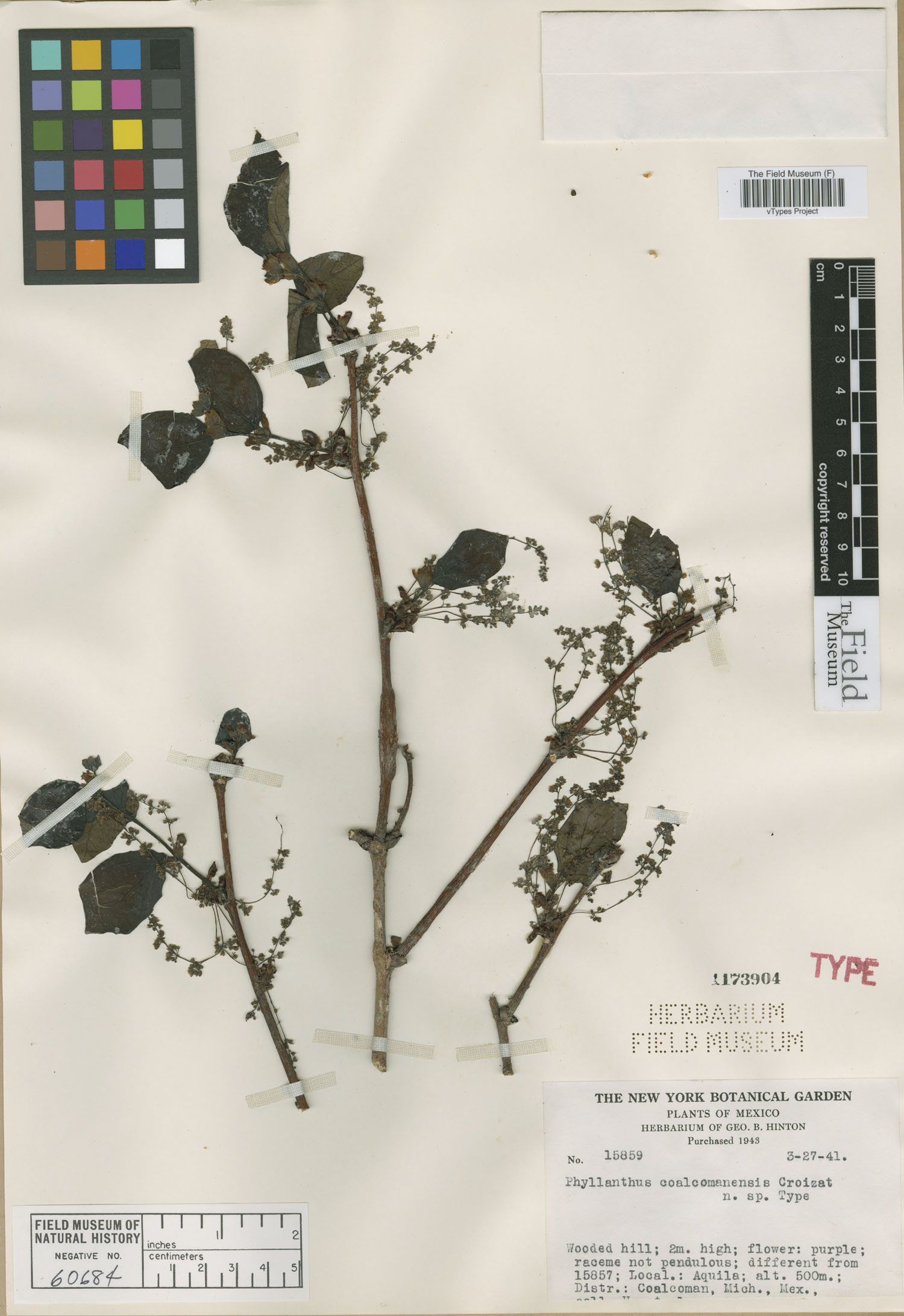 Phyllanthus coalcomanensis image