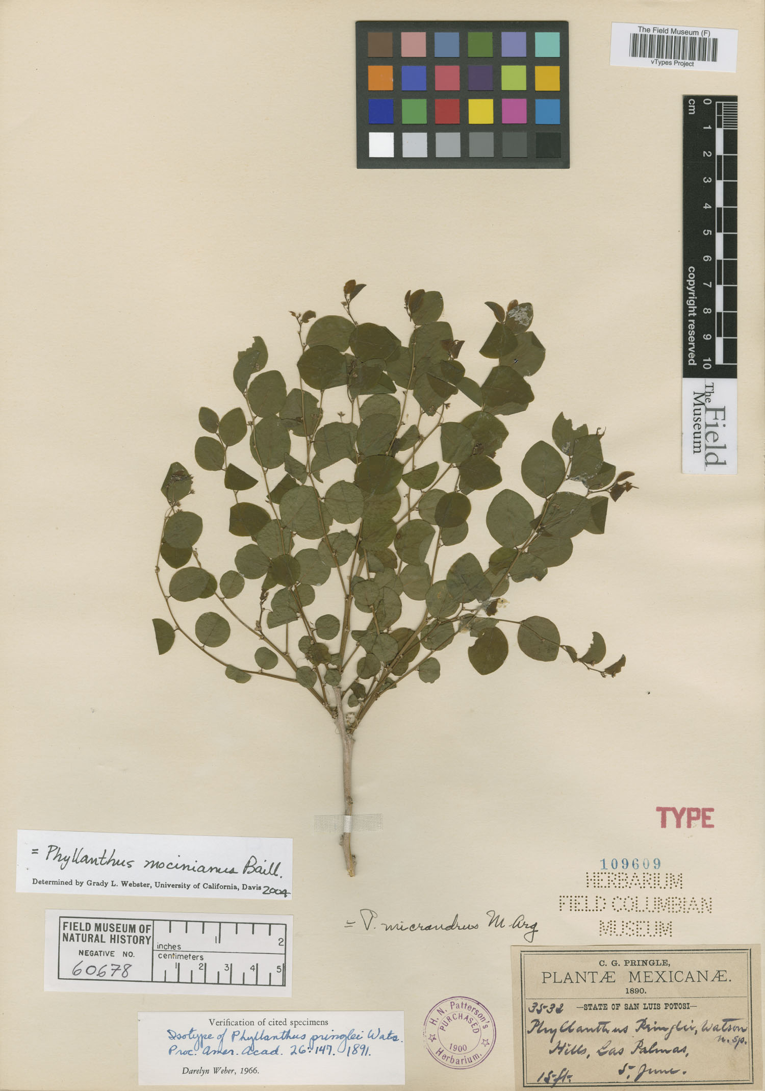 Phyllanthus mocinoanus image