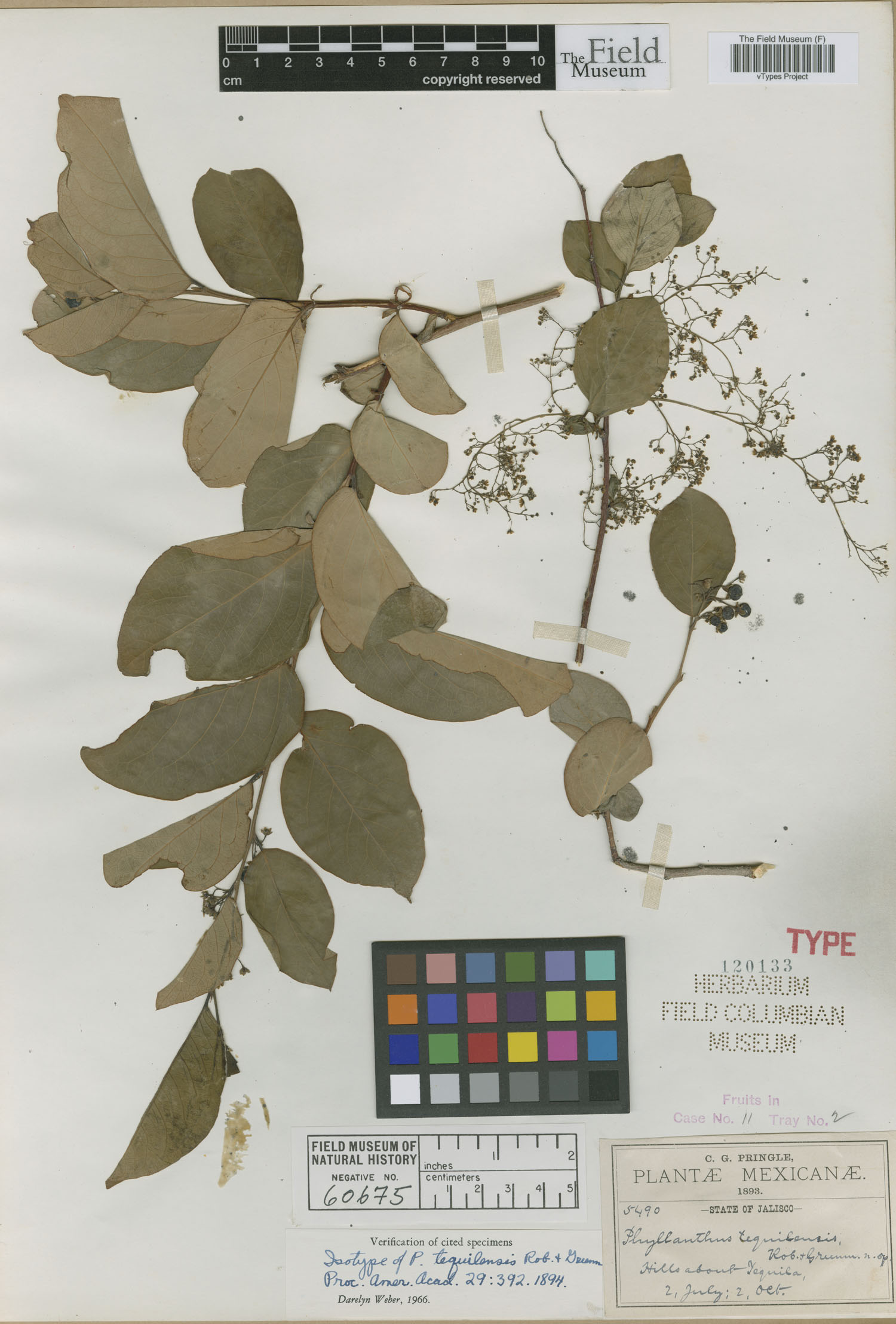 Phyllanthus tequilensis image