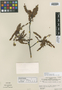 Phyllanthus subapicalis subsp. subapicalis image