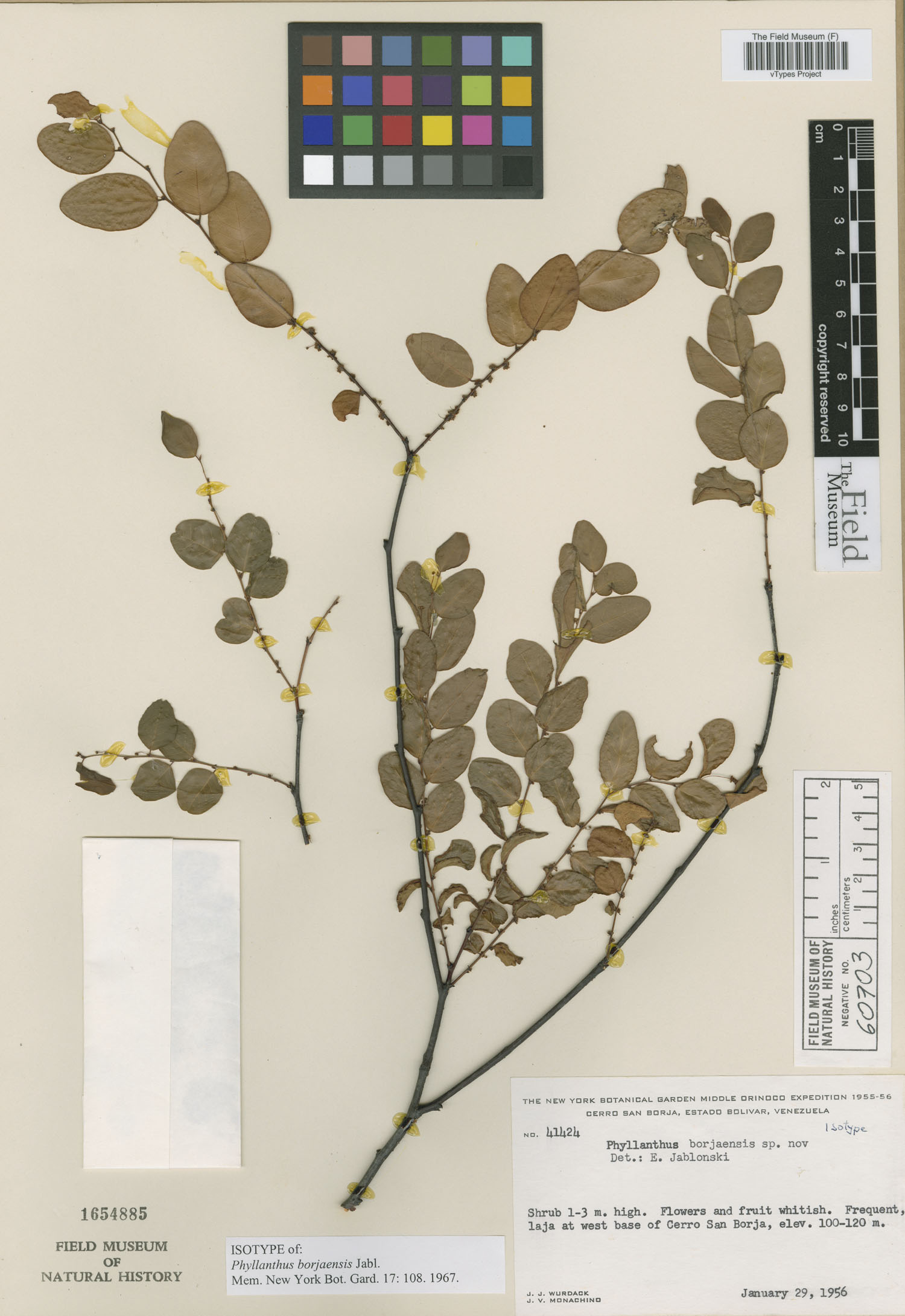 Phyllanthus borjaensis image