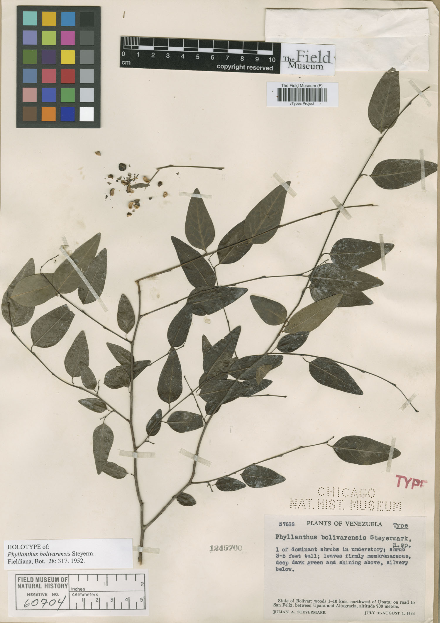 Phyllanthus bolivarensis image