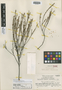 Phyllanthus dawsonii image