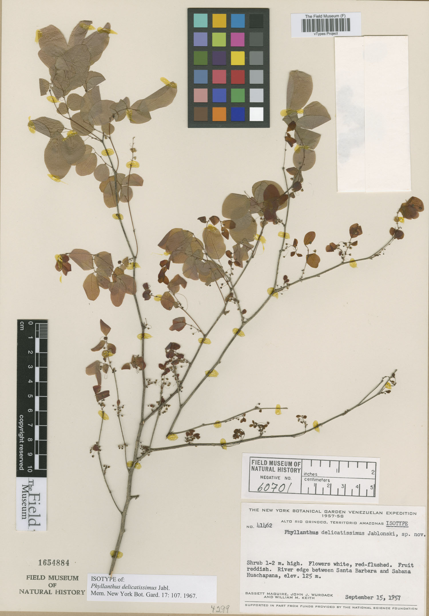 Phyllanthus delicatissimus image