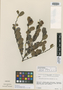 Phyllanthus myrsinites subsp. myrsinites image