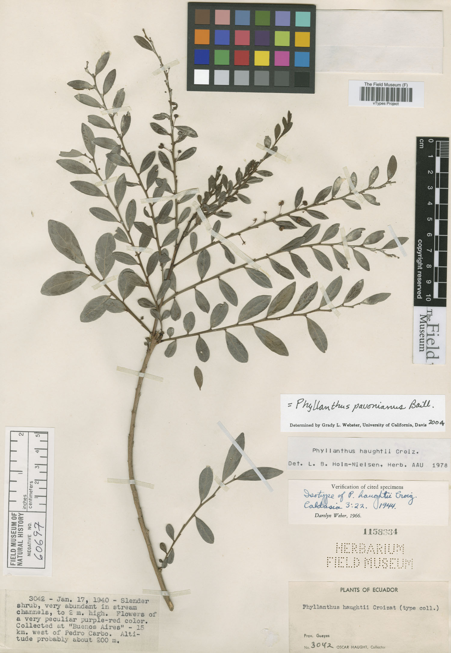Phyllanthus haughtii image