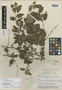 Phyllanthus madeirensis image