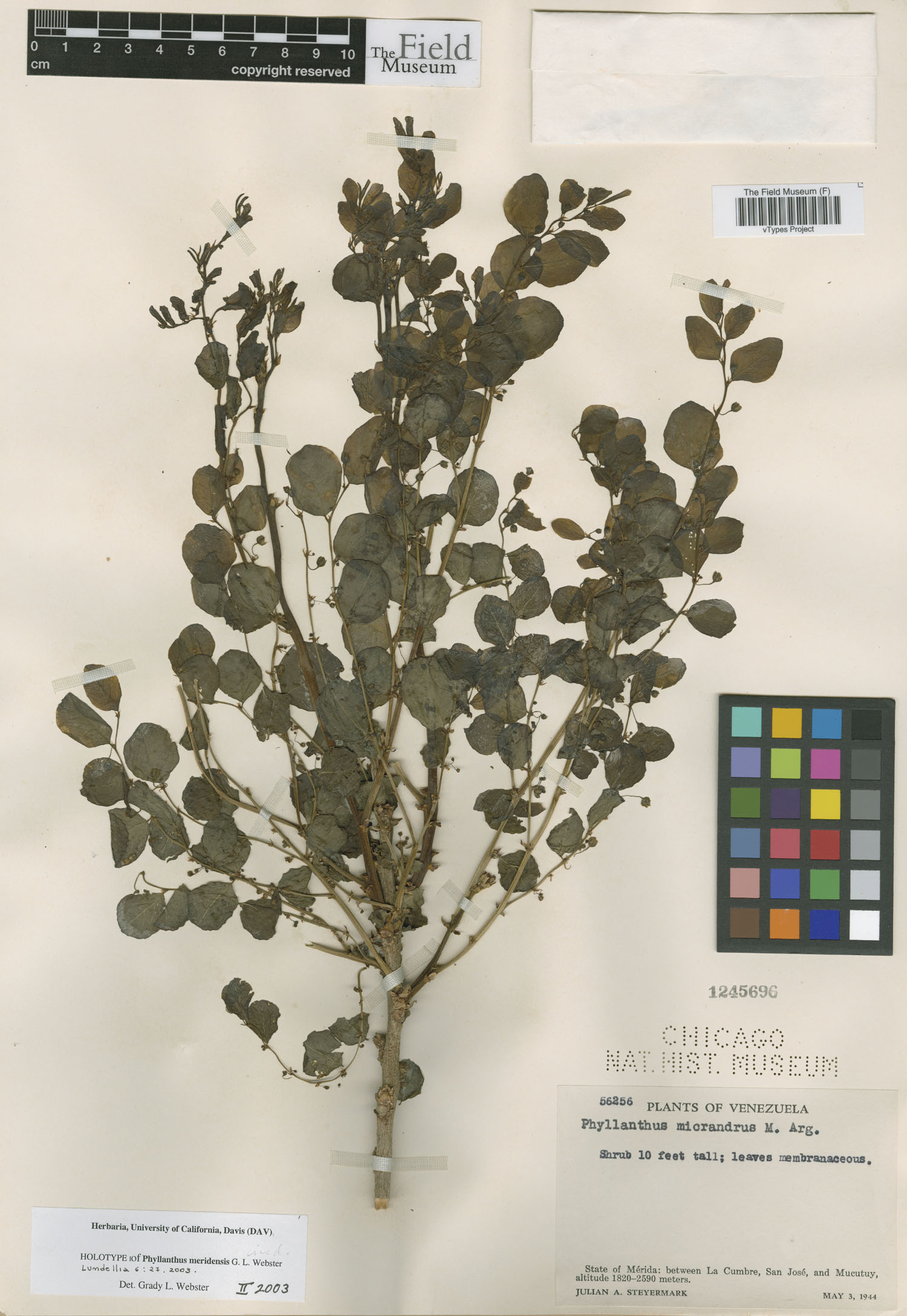 Phyllanthus meridensis image