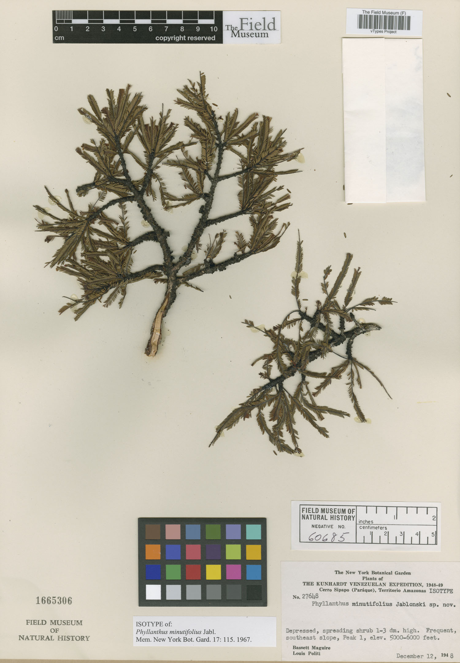 Phyllanthus minutifolius image