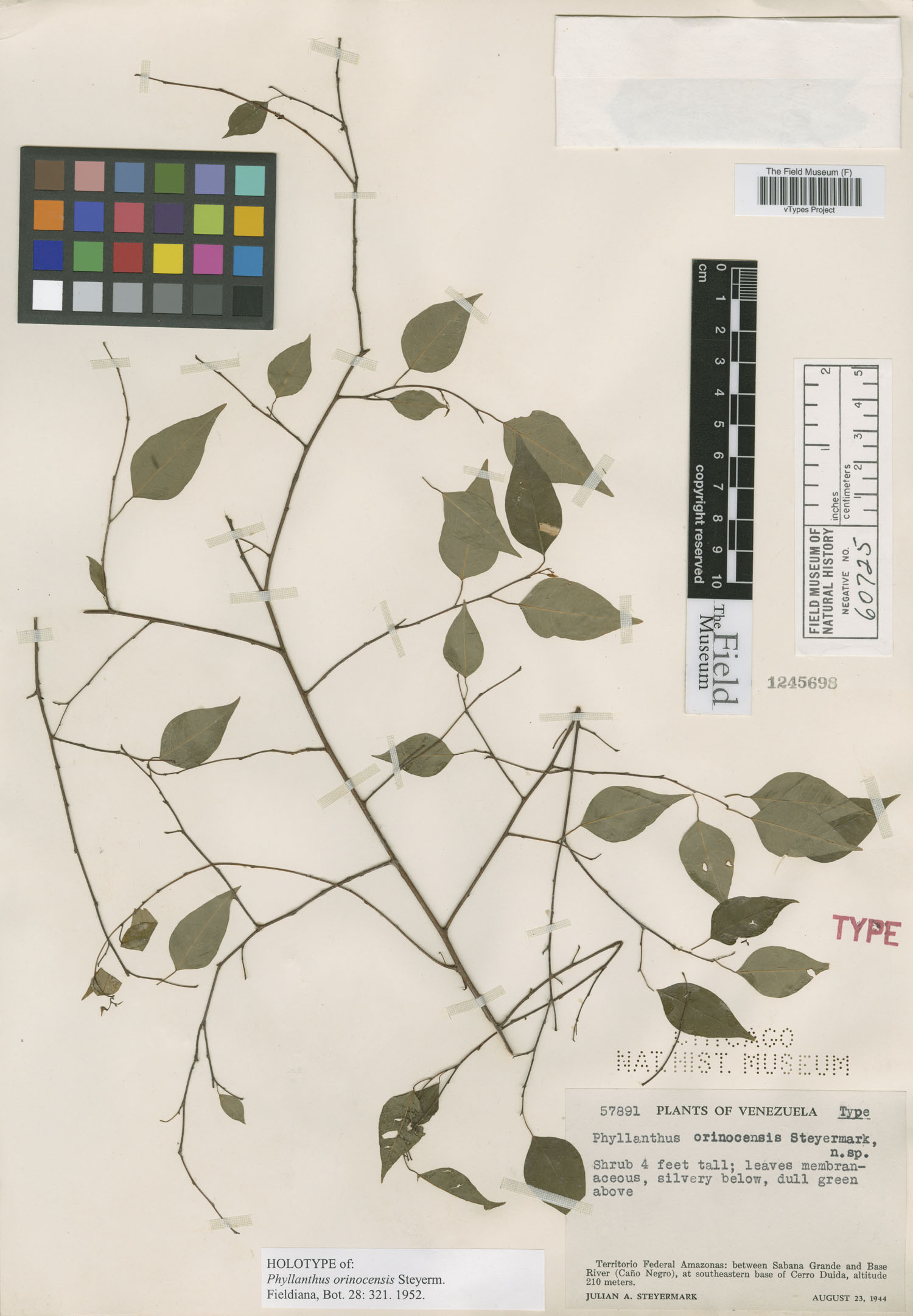 Phyllanthus orinocensis image