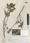 Phyllanthus neblinae image