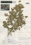 Phyllanthus paezensis image