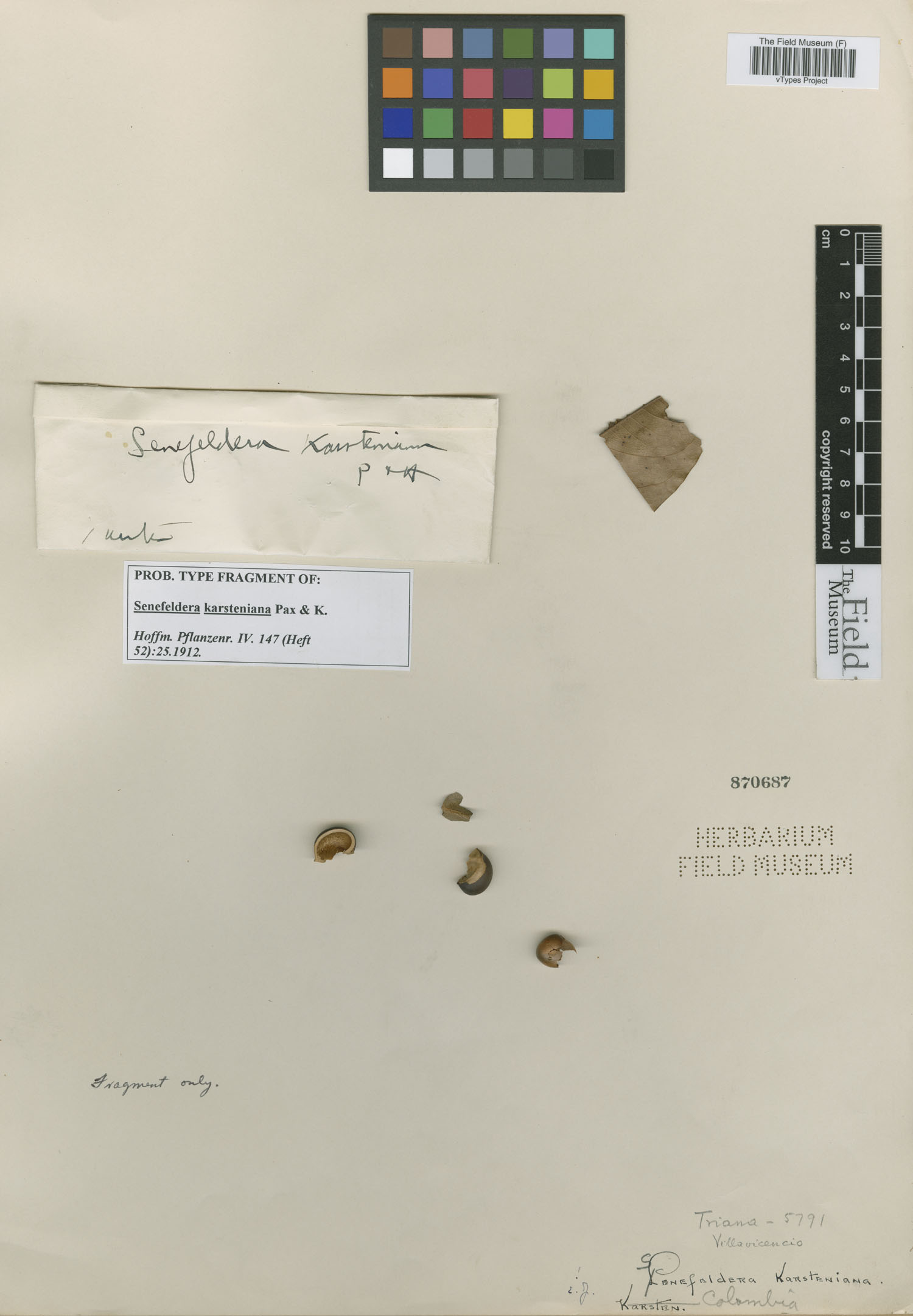 Pseudosenefeldera inclinata image