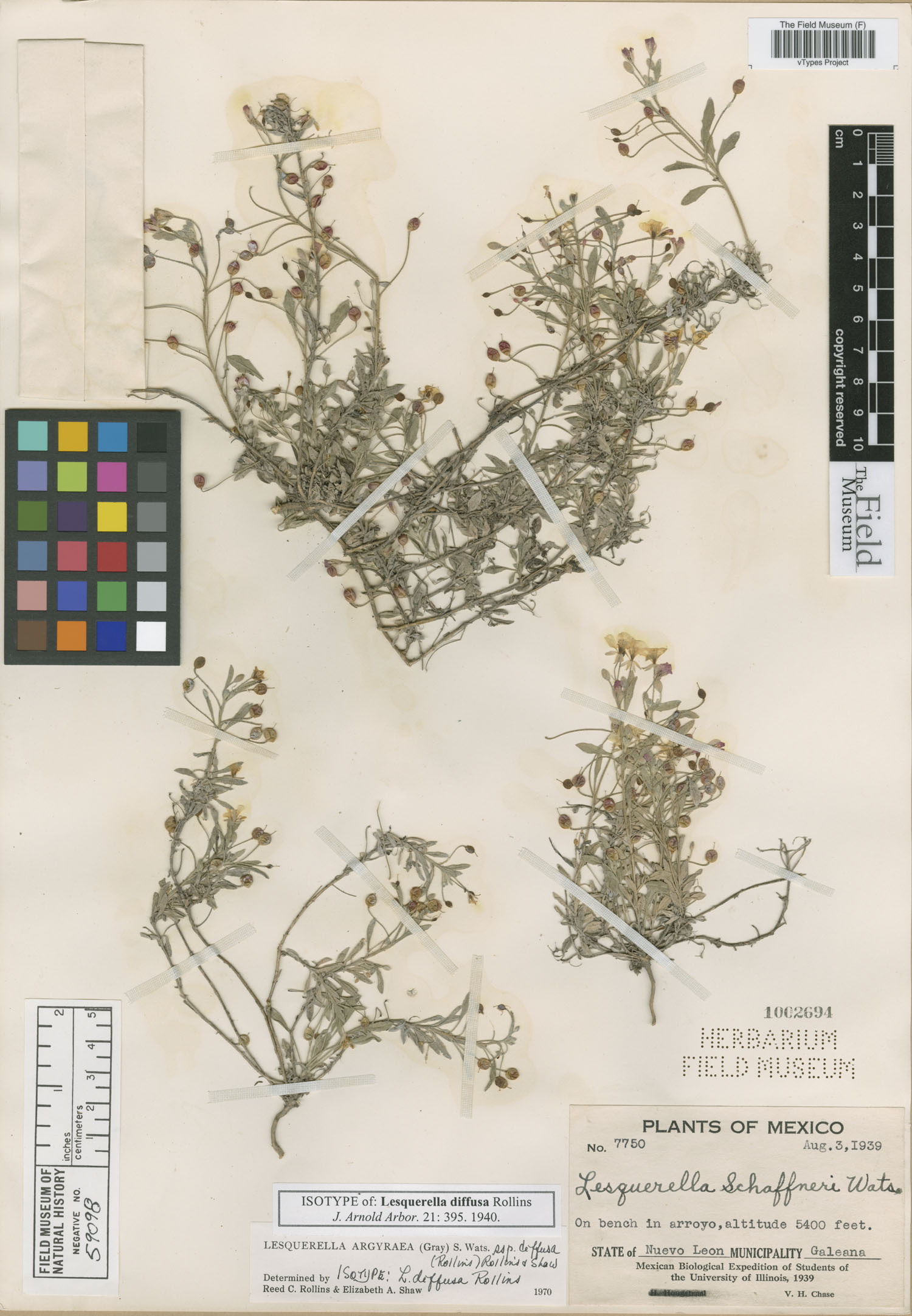 Physaria argyraea subsp. diffusa image