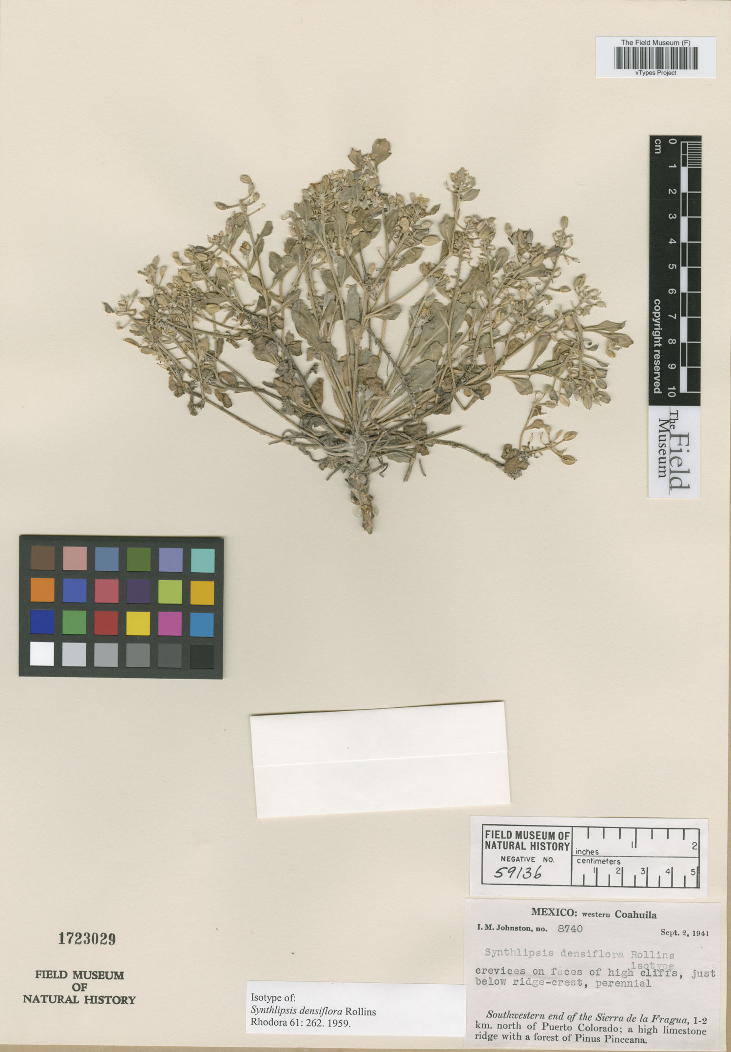 Synthlipsis densiflora image