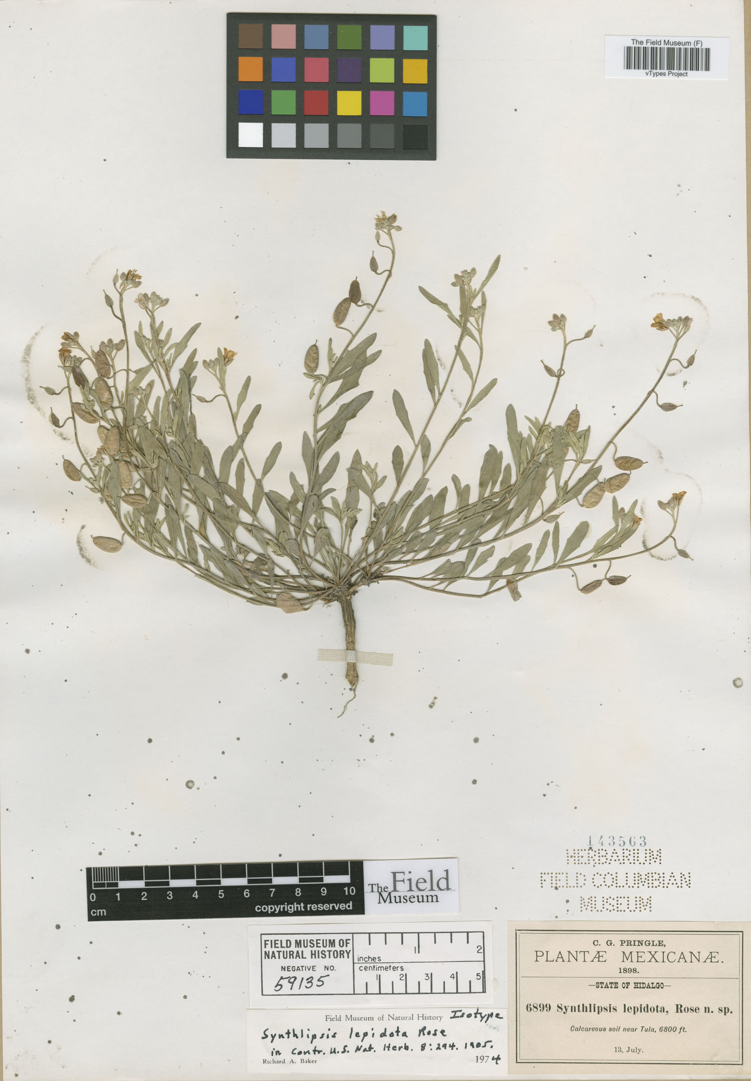 Physaria rosei subsp. rosei image
