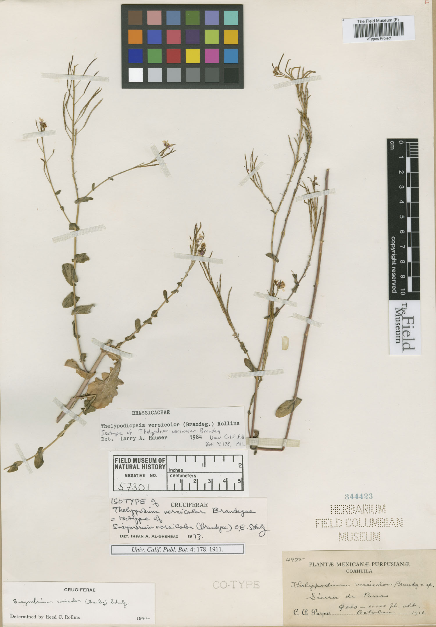 Thelypodiopsis versicolor image