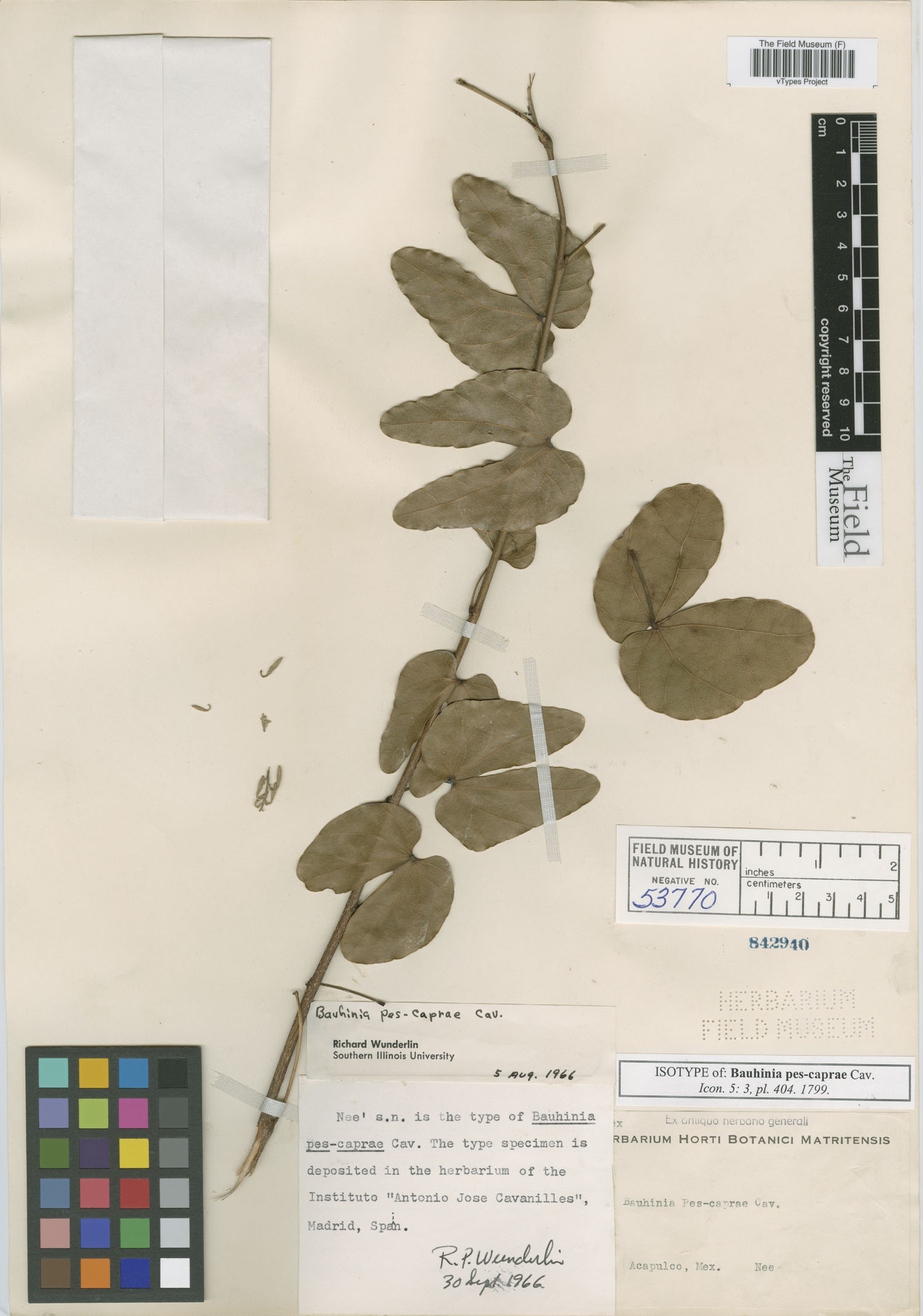 Bauhinia pes-caprae image