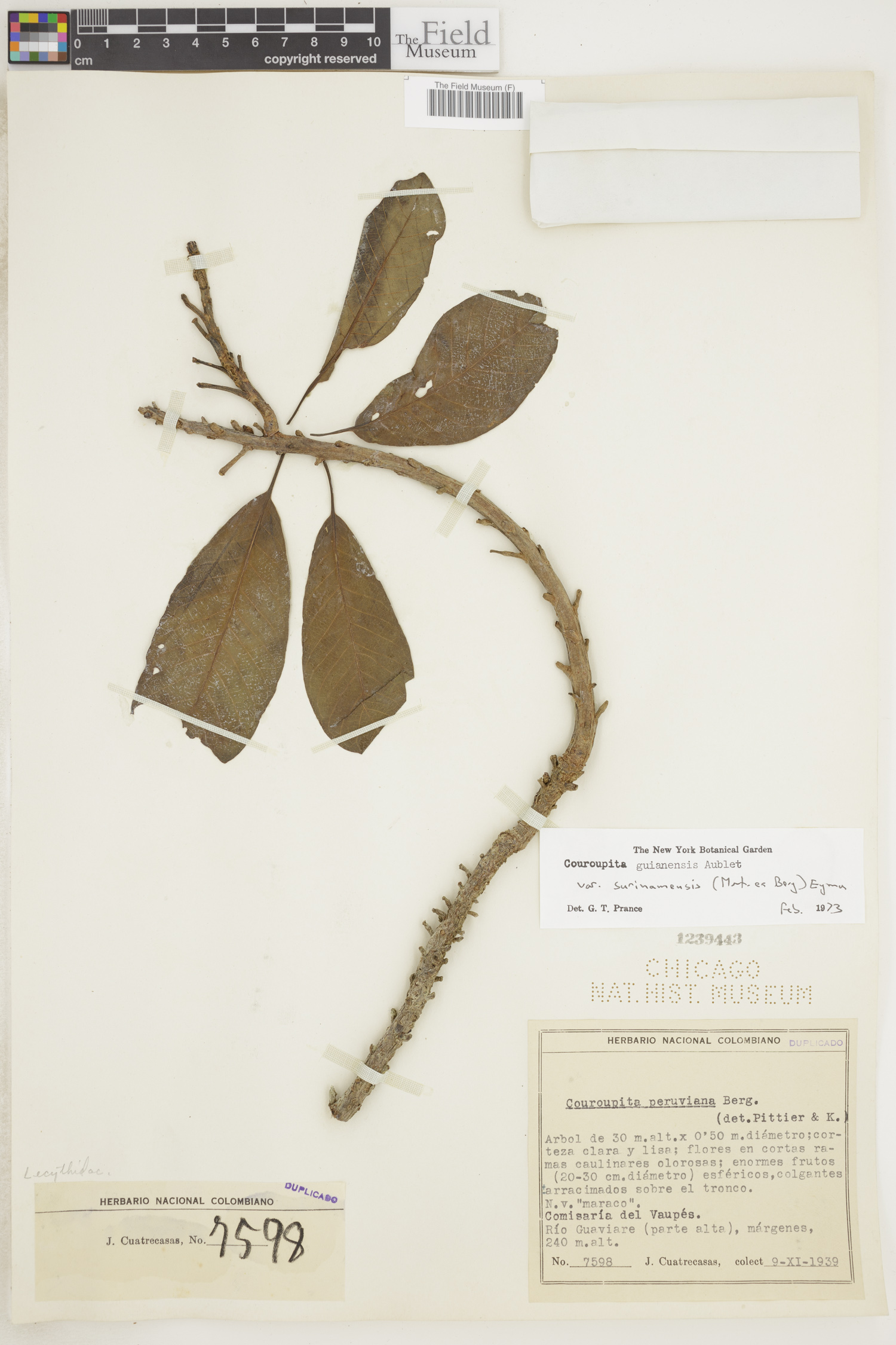 Couroupita guianensis var. surinamensis image