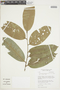 Eschweilera albiflora image